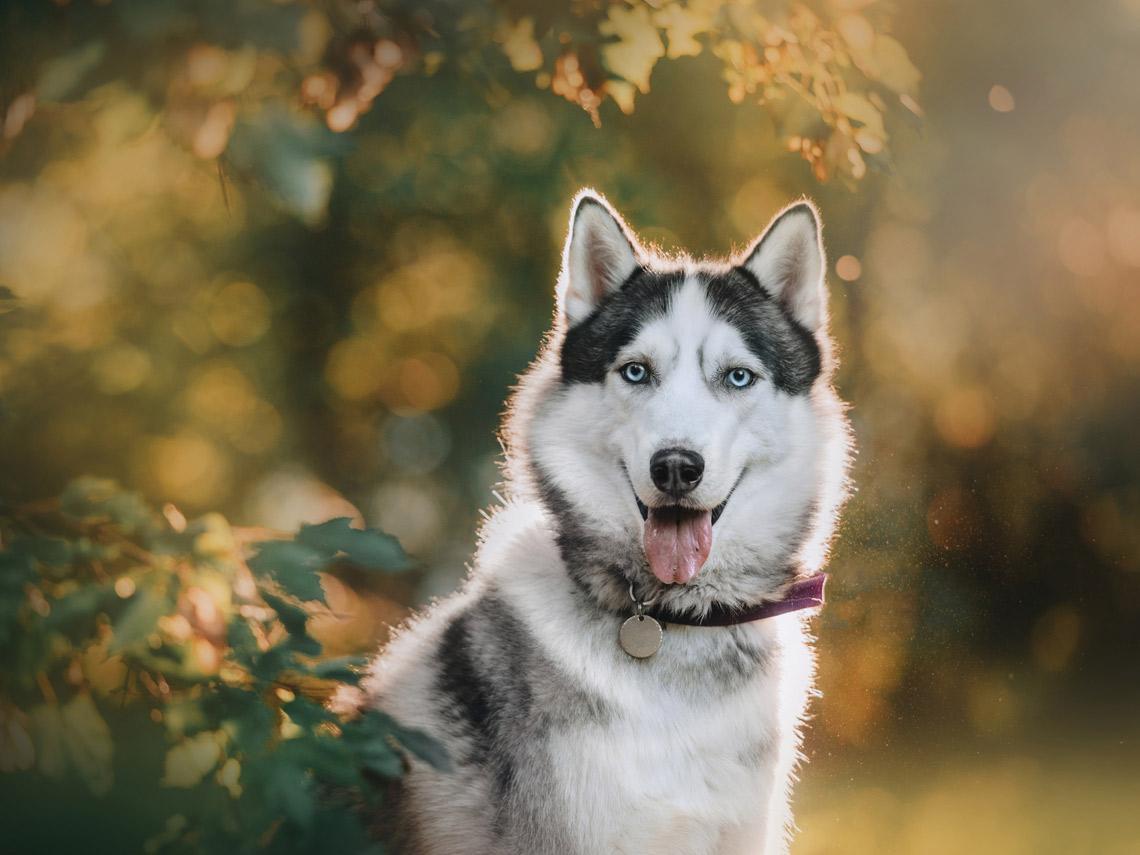 Canis lupus familiaris perro