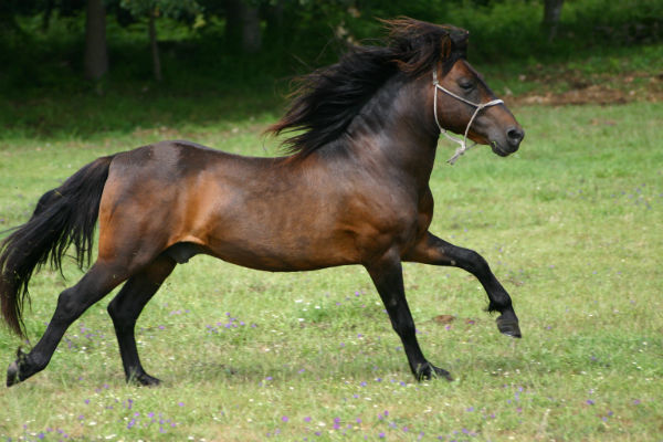 Equus caballus Caballo