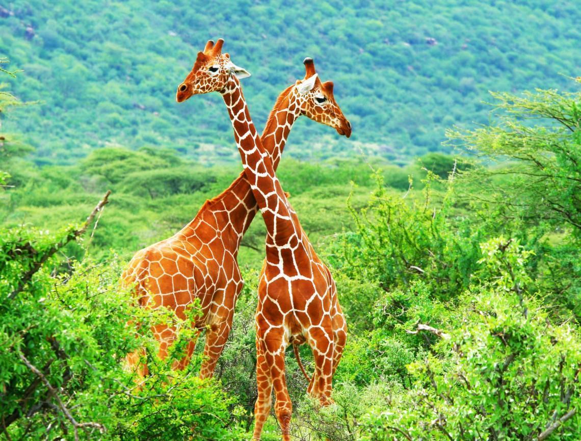 Giraffa camelopardalis Jirafa