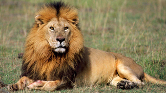 Panthera leo Leon