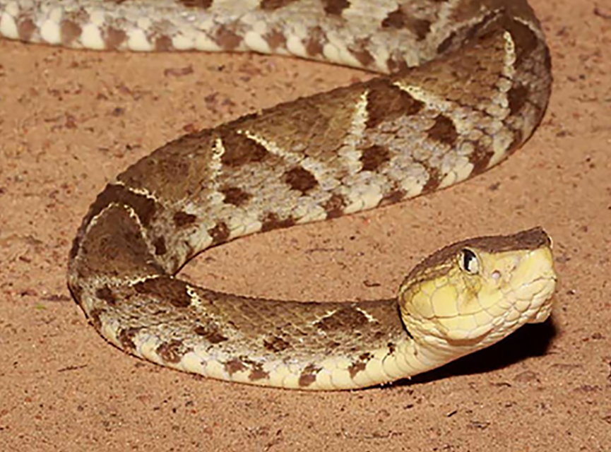 MORDEDURAS DE SERPIENTE (OFIDISMO)