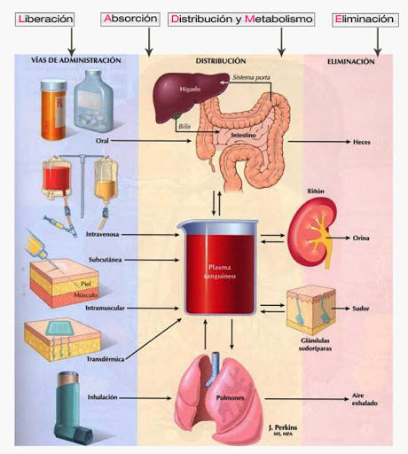 PRINCIPIOS DE LA FARMACOTERAPIA; Farmacocinética e Interacciones fármaco-receptor y farmacodinamia