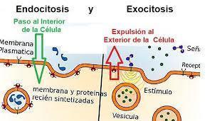 PRINCIPIOS DE LA FARMACOTERAPIA; Farmacocinética e Interacciones fármaco-receptor y farmacodinamia