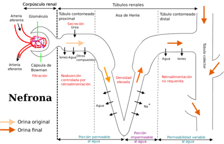 PRINCIPIOS DE LA FARMACOTERAPIA; Farmacocinética e Interacciones fármaco-receptor y farmacodinamia