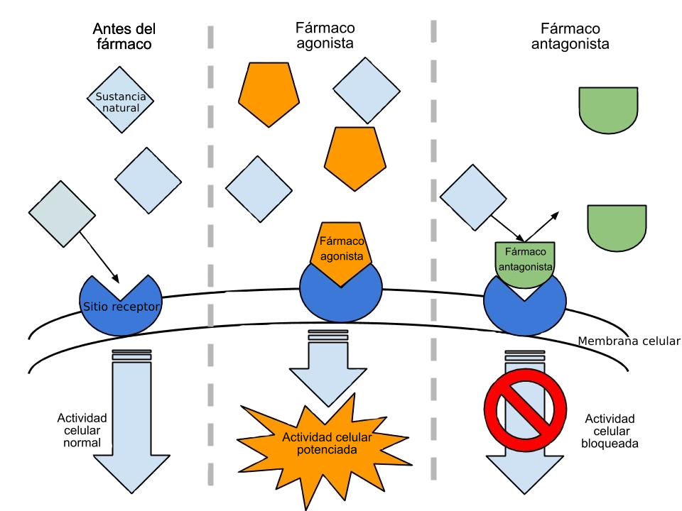 PRINCIPIOS DE LA FARMACOTERAPIA; Farmacocinética e Interacciones fármaco-receptor y farmacodinamia