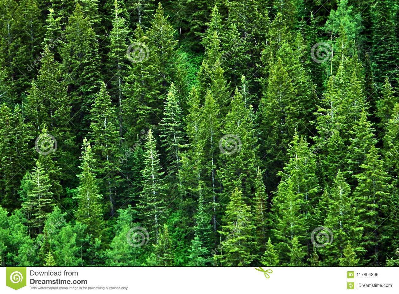 Clasificación de las plantas vasculares