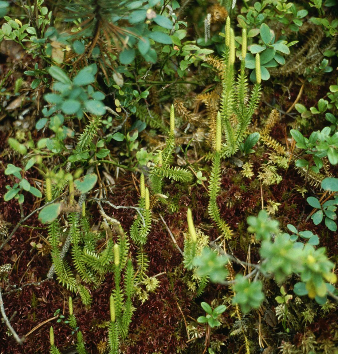 Clasificación de las plantas vasculares