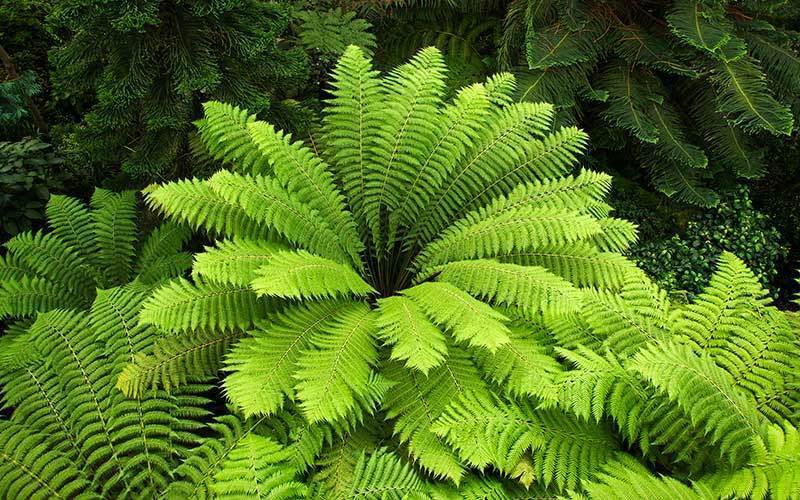 Clasificación de las plantas vasculares