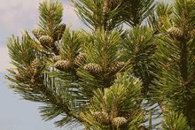 Clasificación de las plantas vasculares