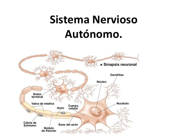 El sistema nervioso en relación con el sistema reproductivo