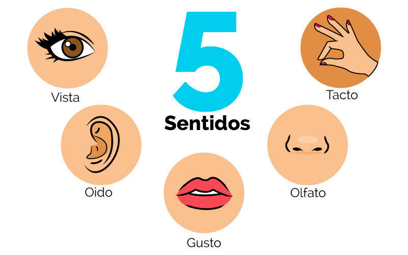 El sistema nervioso en relación con el sistema reproductivo