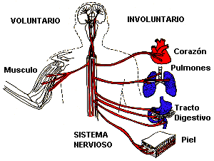 El sistema nervioso en relación con el sistema reproductivo