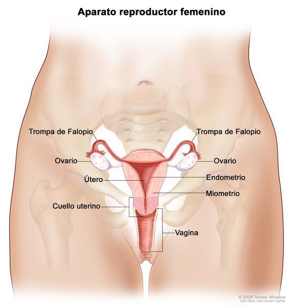 El sistema nervioso en relación con el sistema reproductivo