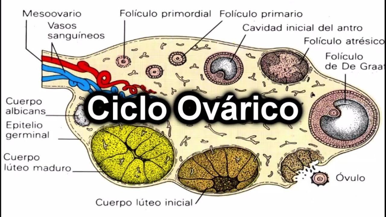 El sistema nervioso en relación con el sistema reproductivo