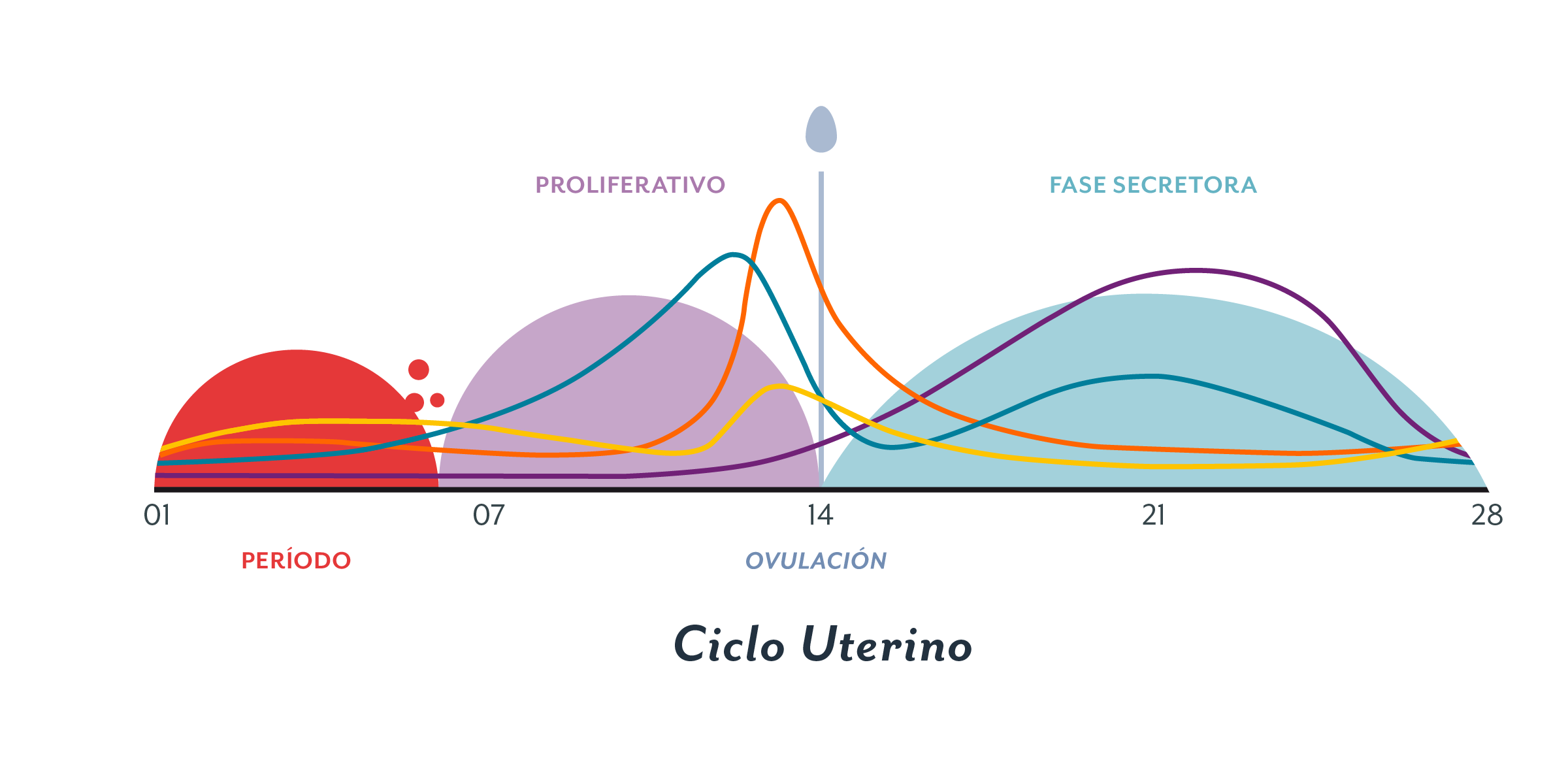 El sistema nervioso en relación con el sistema reproductivo
