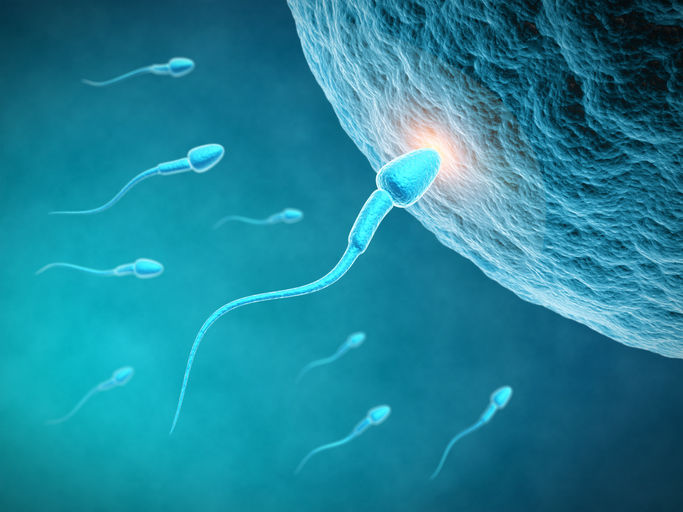 El sistema nervioso en relación con el sistema reproductivo