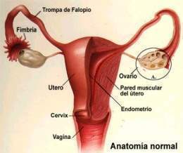 Reproduccion sexual humana y los sistemas relacionados.