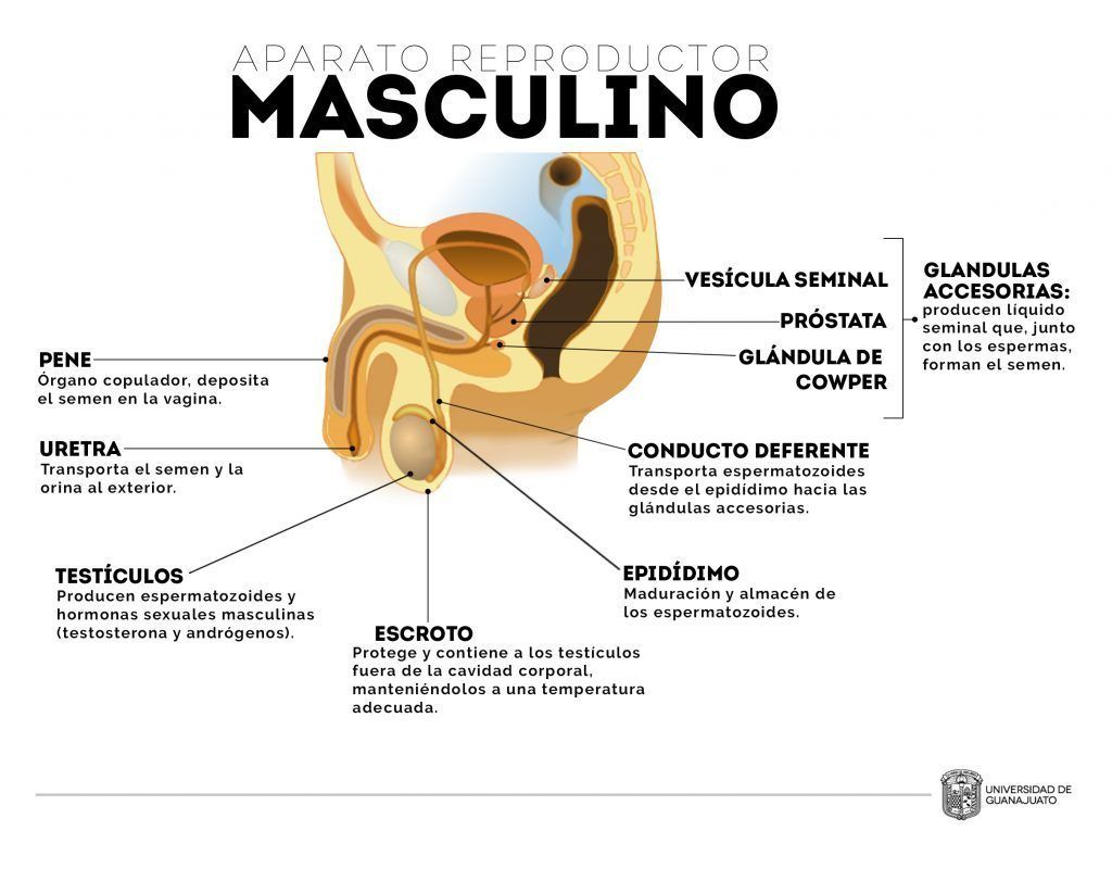 Reproduccion sexual humana y los sistemas relacionados.