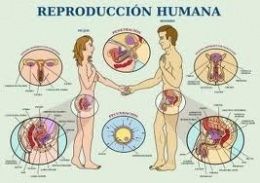 Reproduccion sexual humana y los sistemas relacionados.