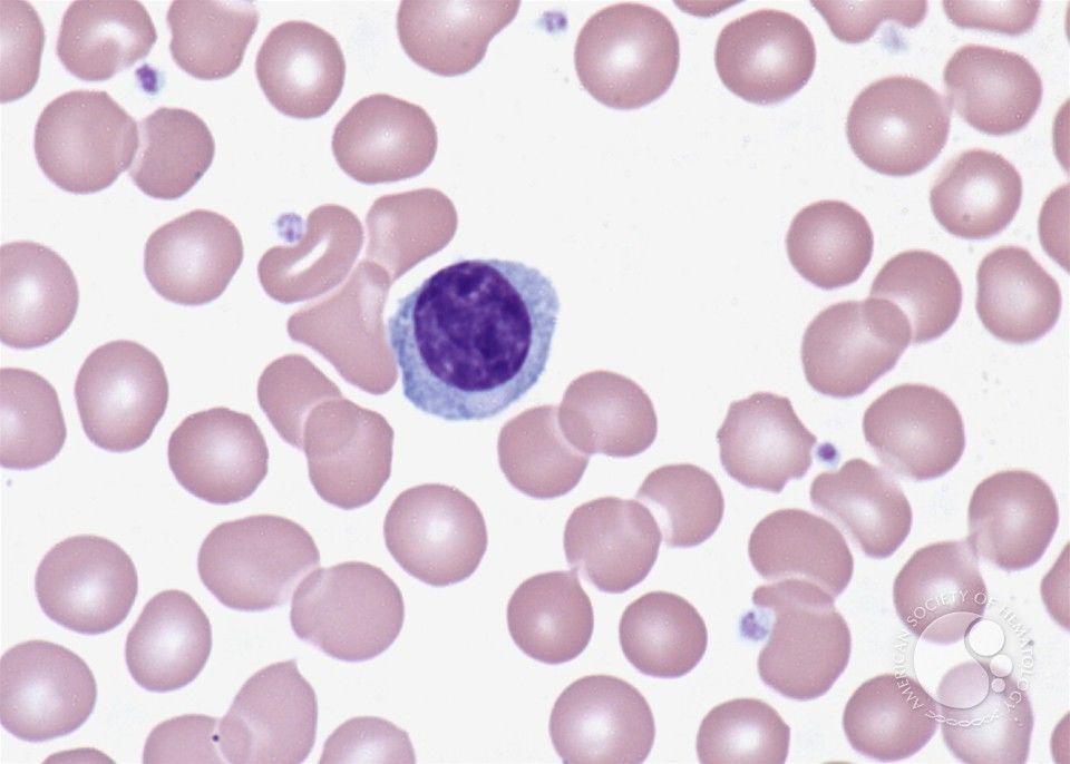Image for question 8