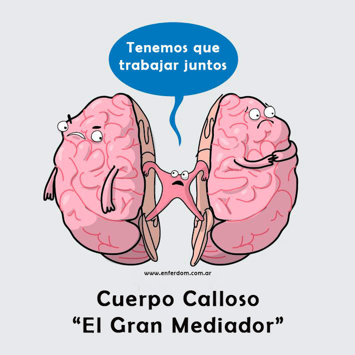 Los tipos de pensamiento del modelo COL