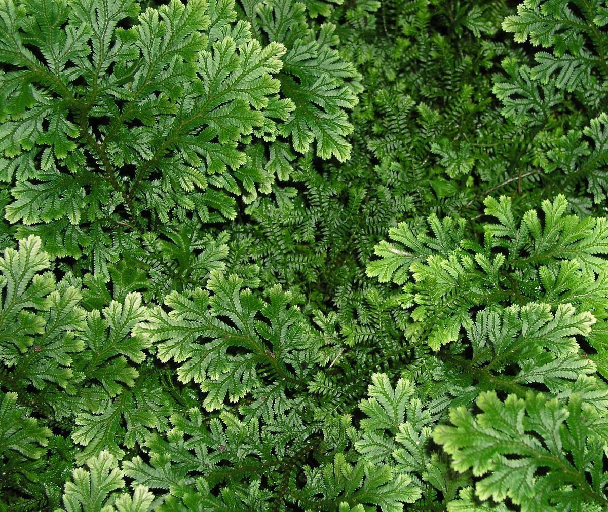 Bryophytes - Liverwort, Hornwort, Mosses, and FERNS(not bryo)