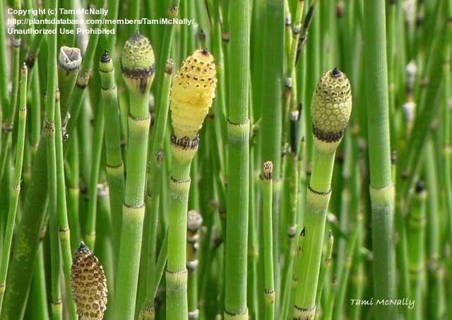 SCOURING RUSH HORSETAIL Large, leaves at the node Strobili that can occur at the joint. Fern ally