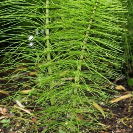 Common Horsetail has branches. fertile stem is all brown with a strobili. Fern Ally