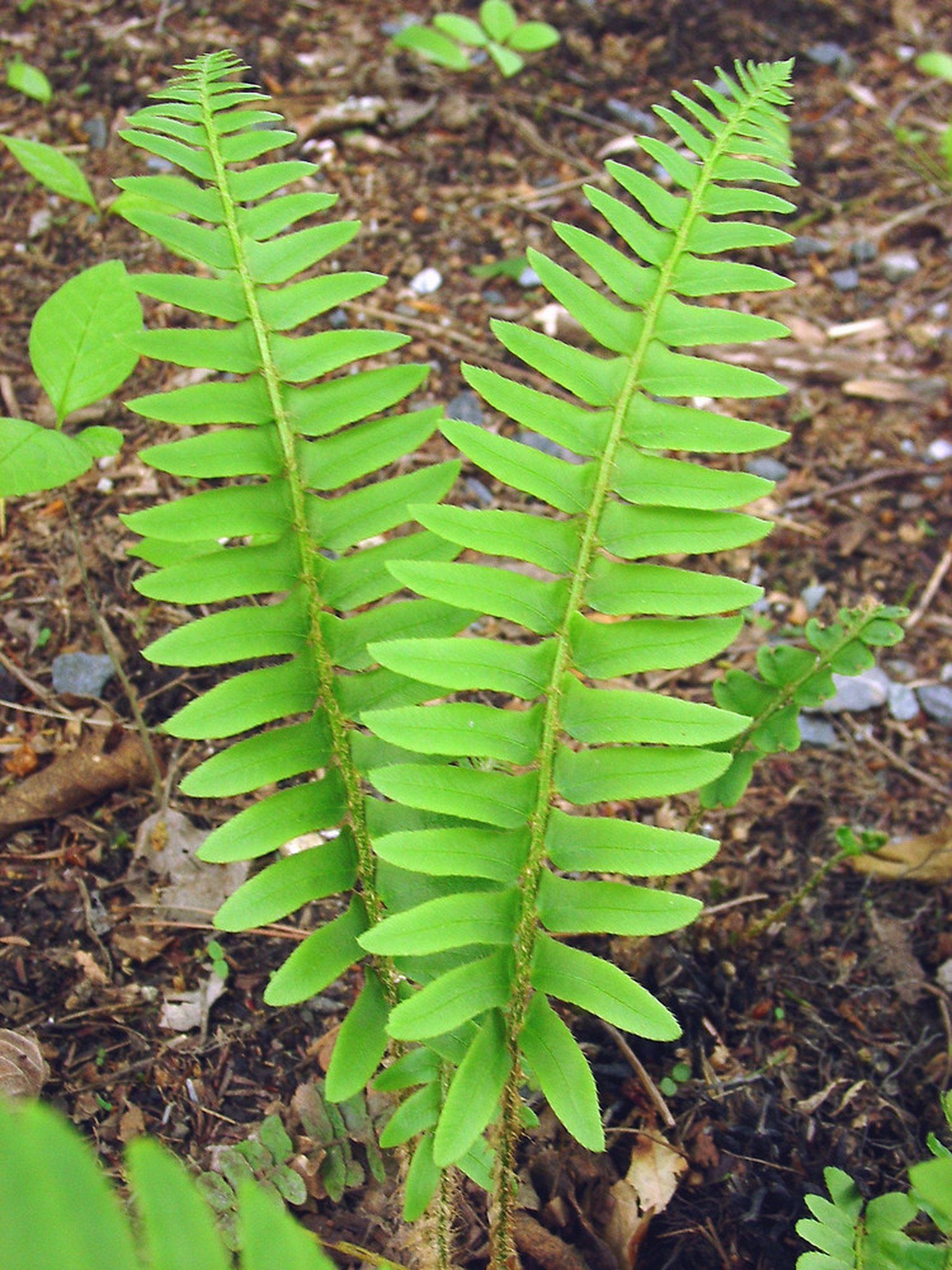 Christmas fern flat leaves no pinnae. fertile frond is that same look Fern