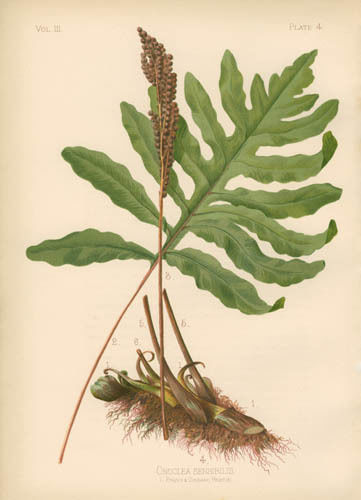 sensitive fern has wavy leaves, not fully pinnae. fertile frond is a different piece with strobili makes red fiddle heads Fern