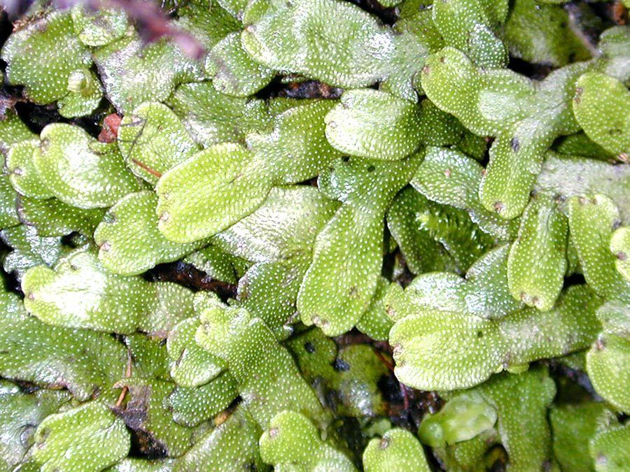 Common Liverwort has pores not stomata. only one with gemmae cups. has rhizoids under it. Hepaticophyta
