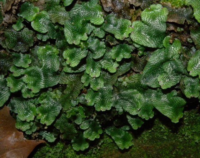 Snakeskin Liverwort darker green with hexagonal markings with a ringed pore in the center Hepaticophyta