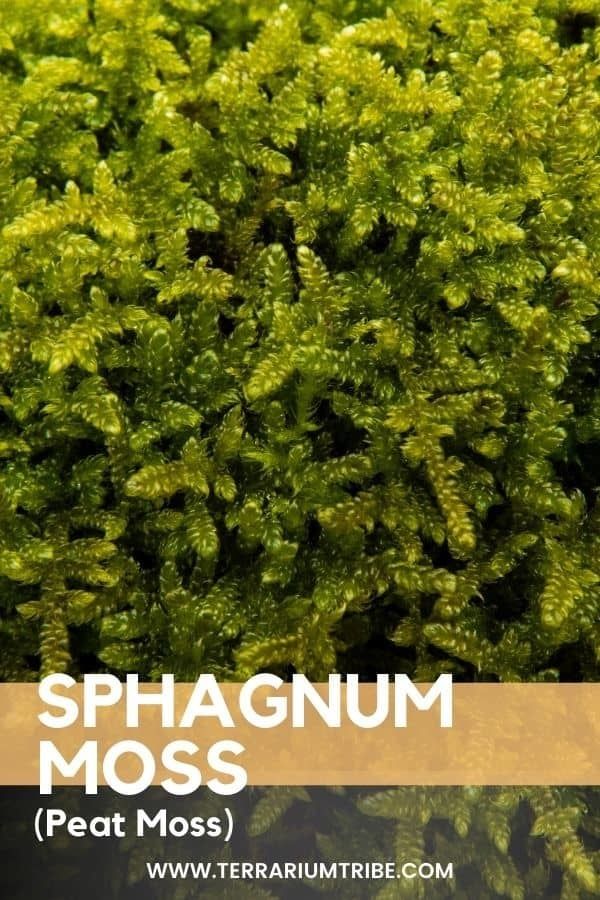 Sphagnum Moss True Bryophyte can be found in mats and grow near water