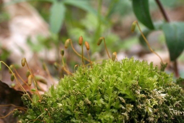 Mnium Moss True Bryophyte carpet moss is a little smaller than sphagnum and has different repro parts.