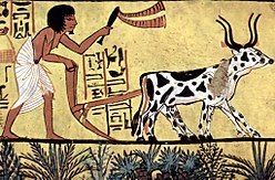 Agricultura no Brasil: fonte de alimentos e riquezas