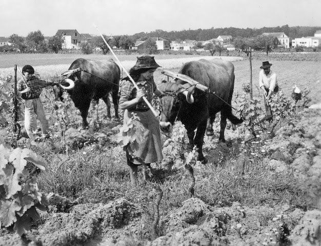 Desde os primórdios da agricultura (a cerca de 5 mil anos), esta atividade esteve organizada pelas comunidades, com o cultivo variado de ...