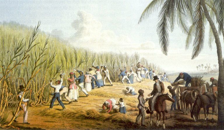No Brasil, a partir da colonização portuguesa no século XVI (1501 d.C.), foi introduzido nas áreas ocupadas, plantações de monoculturas (...