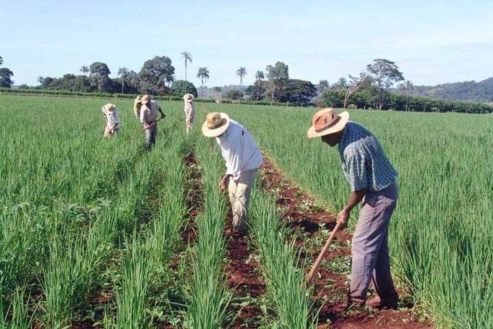 A partir de 1888, com a abolição da escravatura, as monoculturas em latifúndios continuaram, porém passaram a empregar agora o trabalho a...