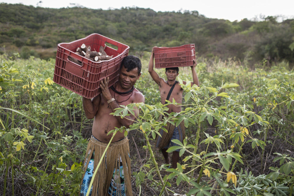 Ainda existe no Brasil a agricultura comunitária de subsistência, realizada por agricultores familiares, indígenas, quilombolas e comunid...