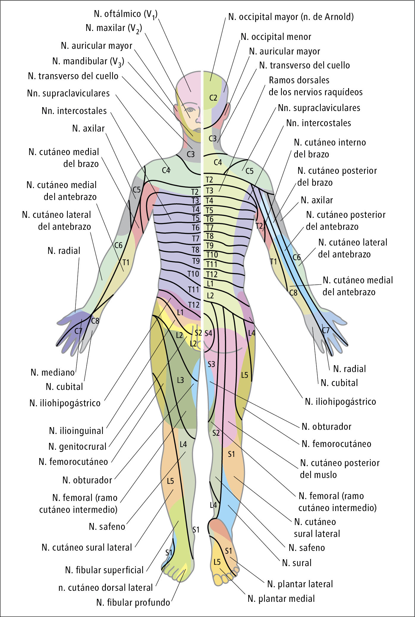 Inervación Las fibras nerviosas que recogen la sensibilidad de los receptores (fibras sensitivas) o envían impulsos motores o secretores ...