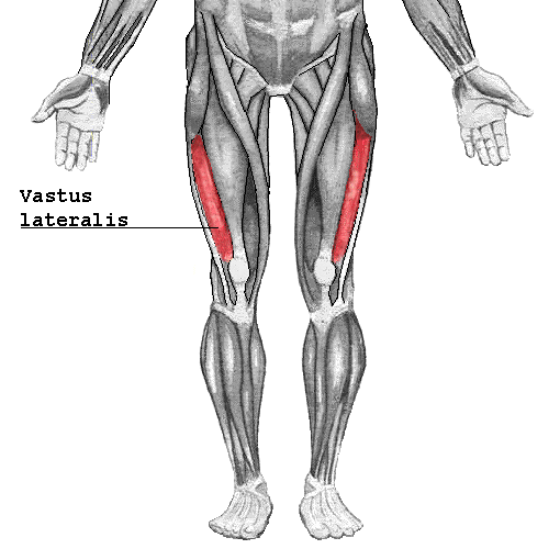 Vasto Anterior También llamado crural es definido como una porción prominente del músculo cuádriceps que se localiza más interno en compa...