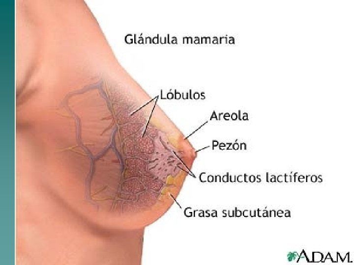 Signos y síntomas de presunción, probabilidad y certeza en el embarazo.