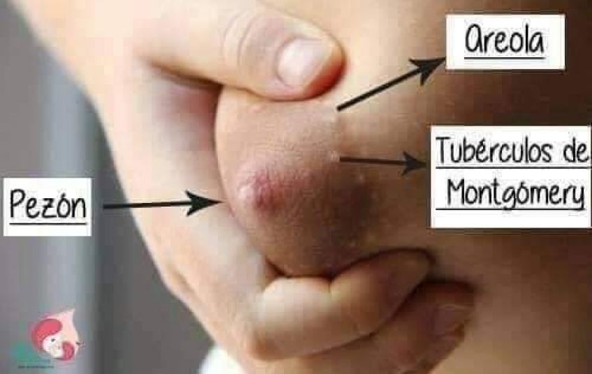 Signos y síntomas de presunción, probabilidad y certeza en el embarazo.