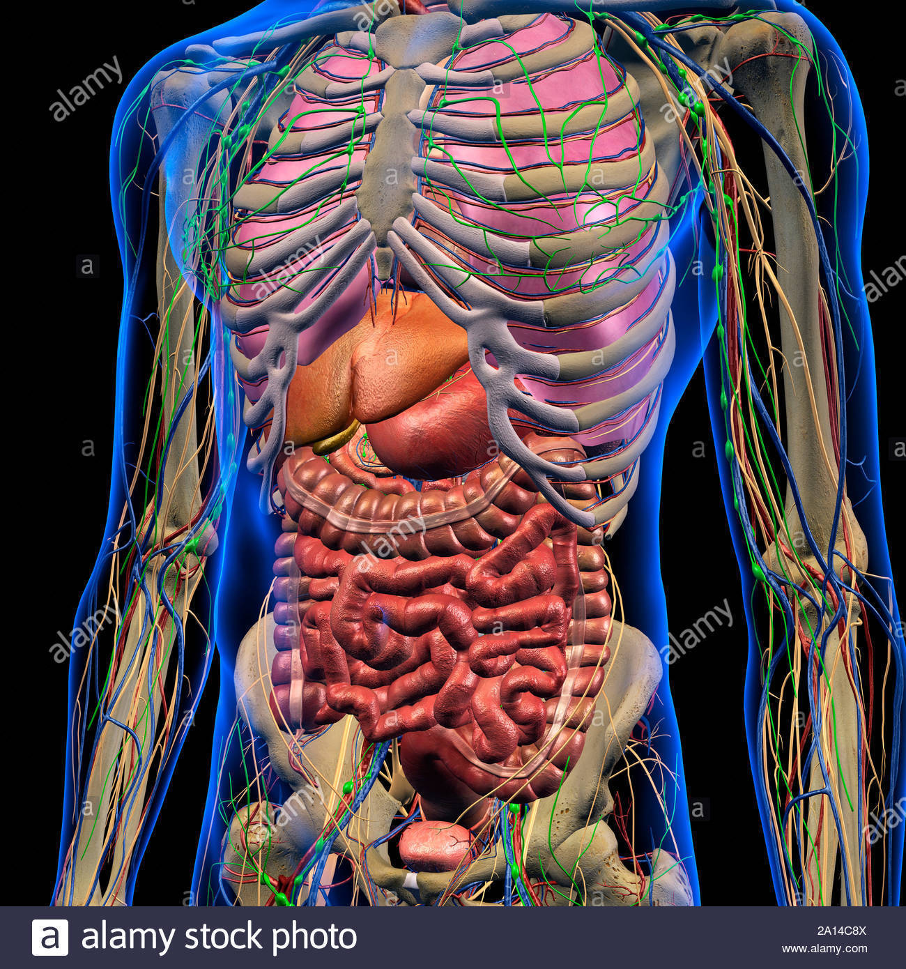 Capítulos Anatomía segundo semestre.