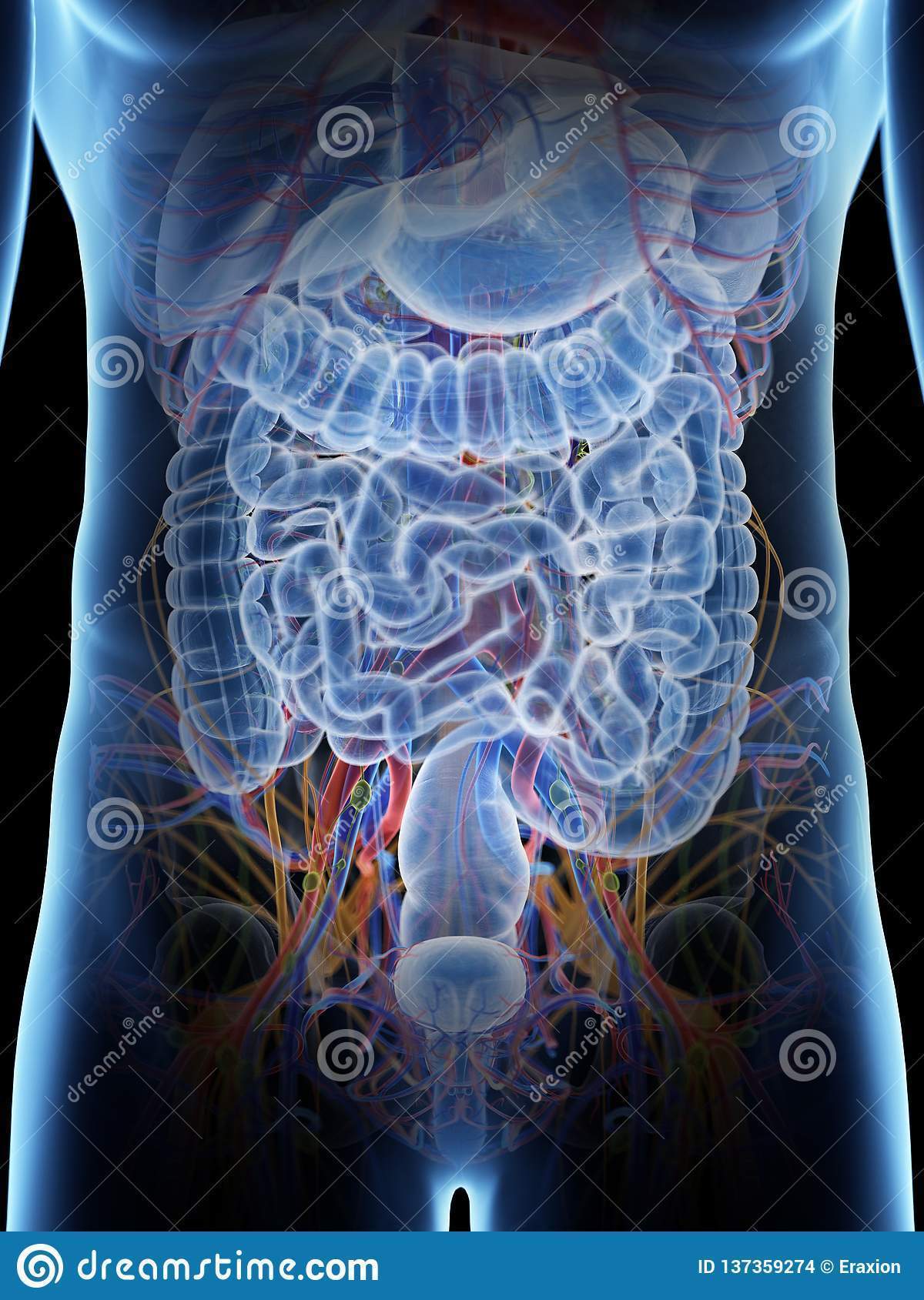 Unidad 2 Abdomen