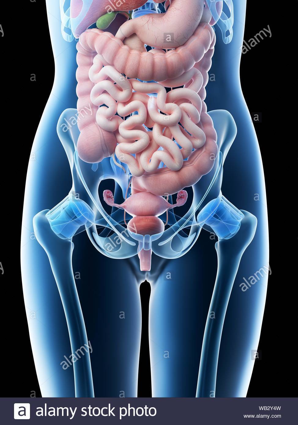 Unidad 3 Pelvis