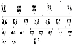 grupo de cromosomas