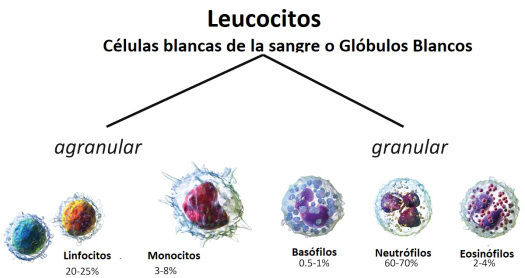 2. Valores normales de leucocitos en sangre