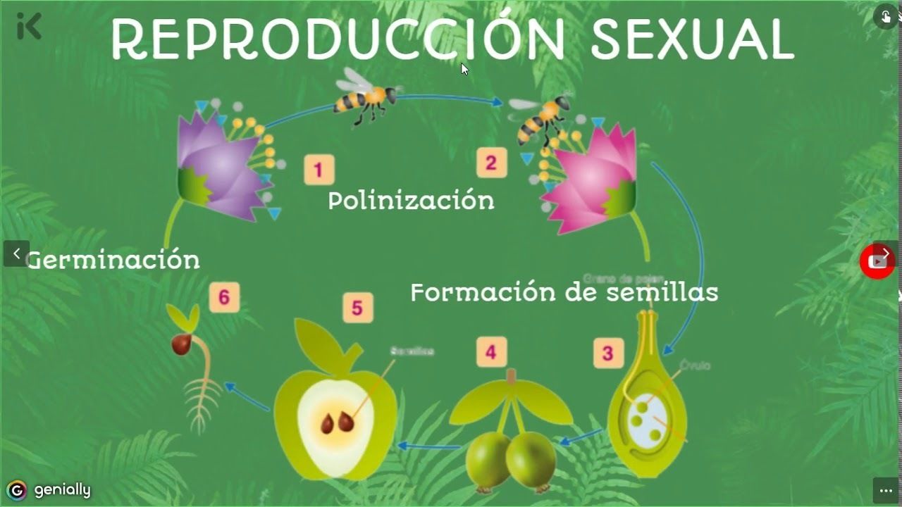 REPRODUCCIÓN VEGETAL SEXUAL Y ASEXUAL