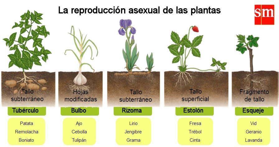 REPRODUCCIÓN VEGETAL SEXUAL Y ASEXUAL